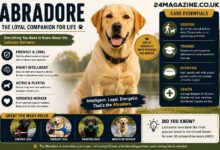 Abradore