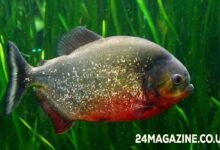 Piragnia