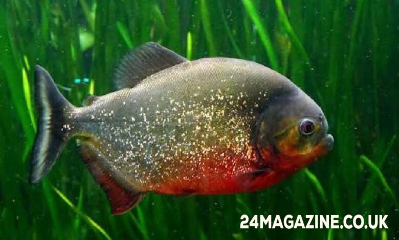 Piragnia